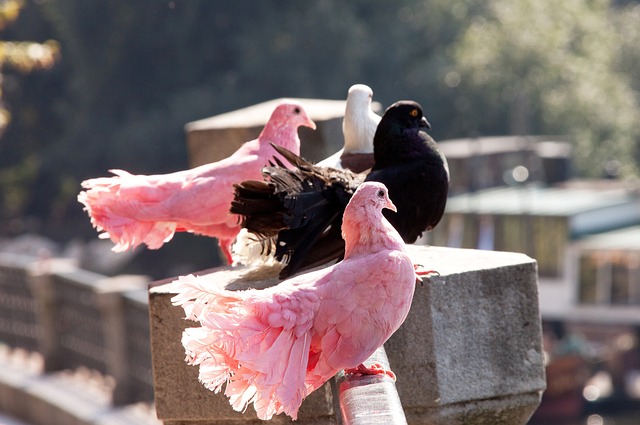 将分差拉高 将分差拉高